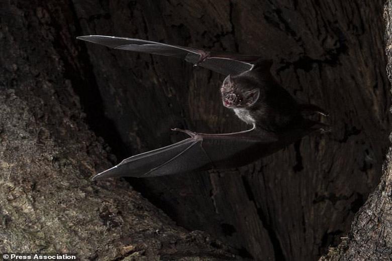 خفاش ها فاصله اجتماعی را رعایت می کنند