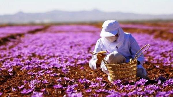 کاهش صادرات زعفران کشور در نیمه نخست امسال کاهش صادرات زعفران کشور در نیمه نخست سال جاری