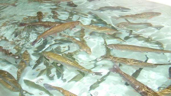 پیش بینی فراوری بیش از 2 هزار تن ماهی در قزوین