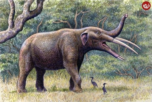 کشف فسیل یک فیل عجیب و منقرض شده