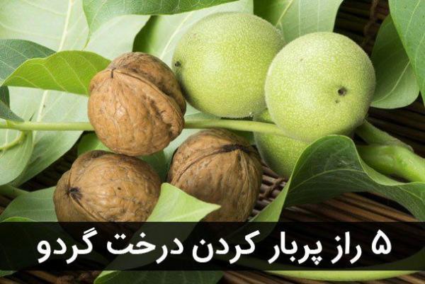 5 راز پر بار کردن درخت گردو