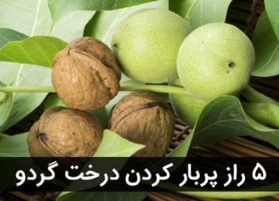 5 راز پر بار کردن درخت گردو